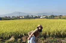 漳州拍照之-每年最美的稻田你来拍了吗