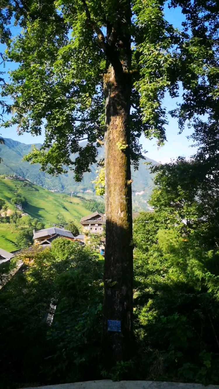 龙脊山上这样的千年的古树很少哦