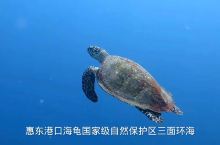 惠东港口海龟岛，避暑胜地，近距离接触海龟
