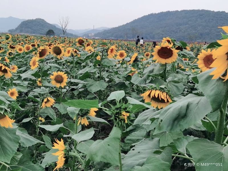 杭州铜鉴湖云栖公园图片