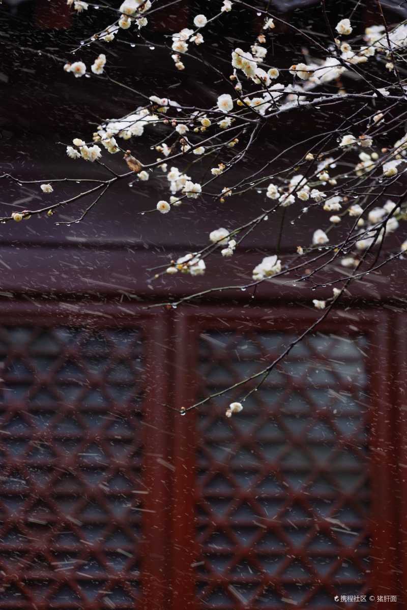 美哭杭州红墙故宫雪中梅详攻略