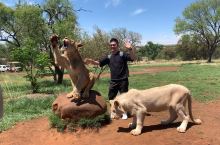 南非约翰内斯堡之行 - 非洲草原撸大猫； 虽说是已经酒足饭饱了的，但是毕竟是野生的非洲狮，直勾勾的眼