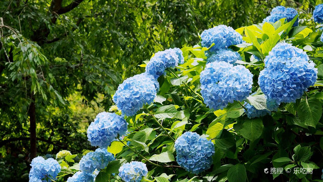明月院紫阳花开 携程氢气球