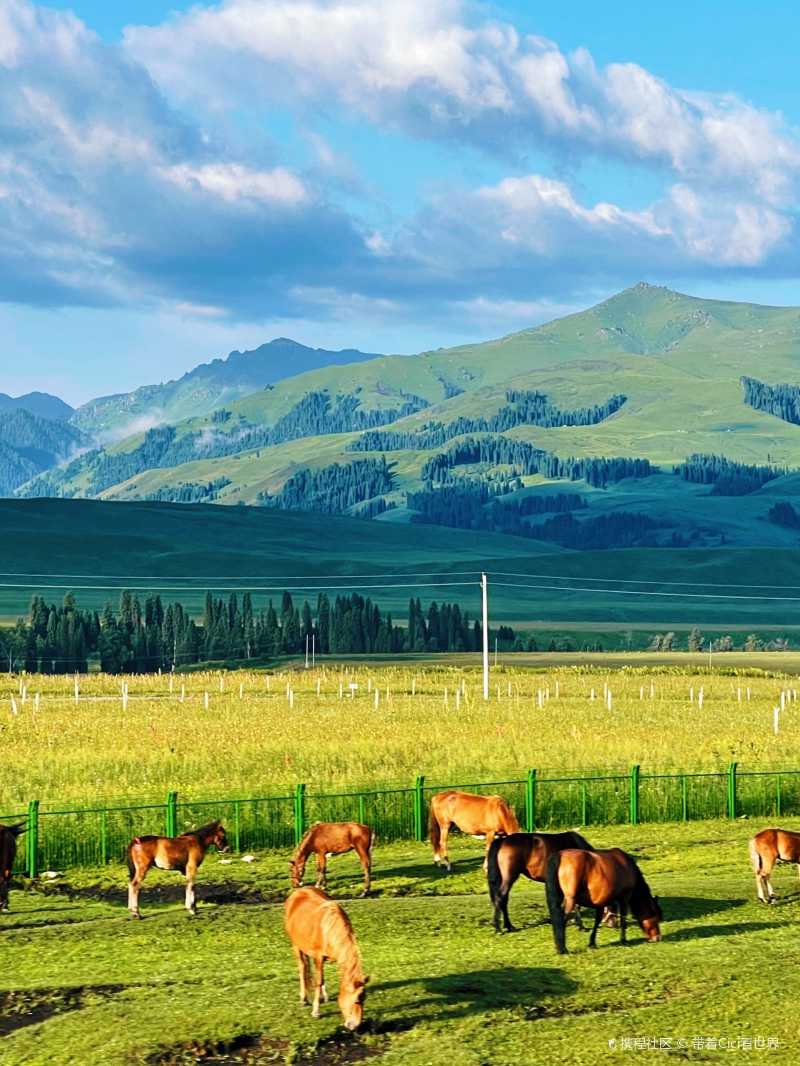 百里画廊唐布拉草原