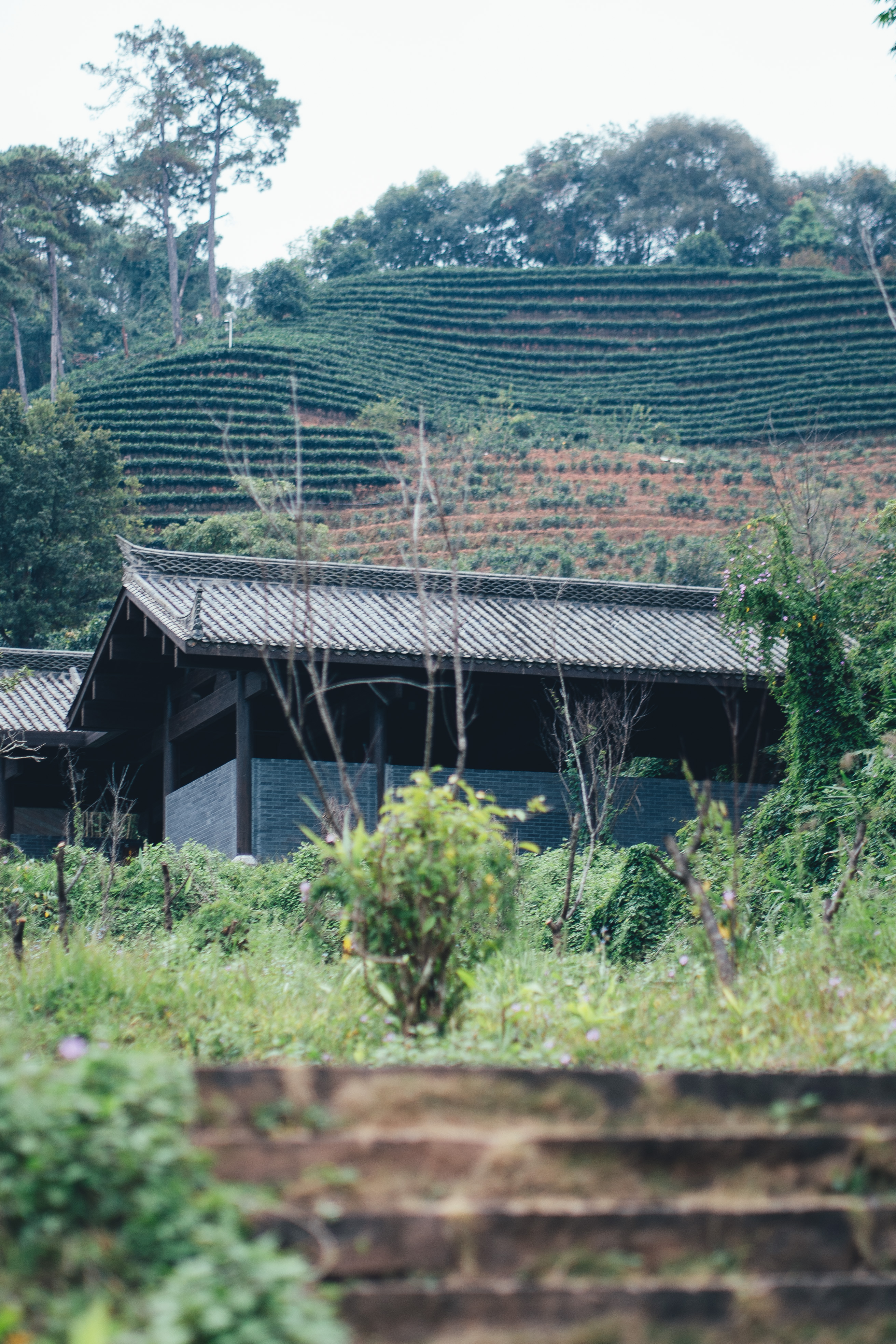 普洱茶馬古道旅遊景區