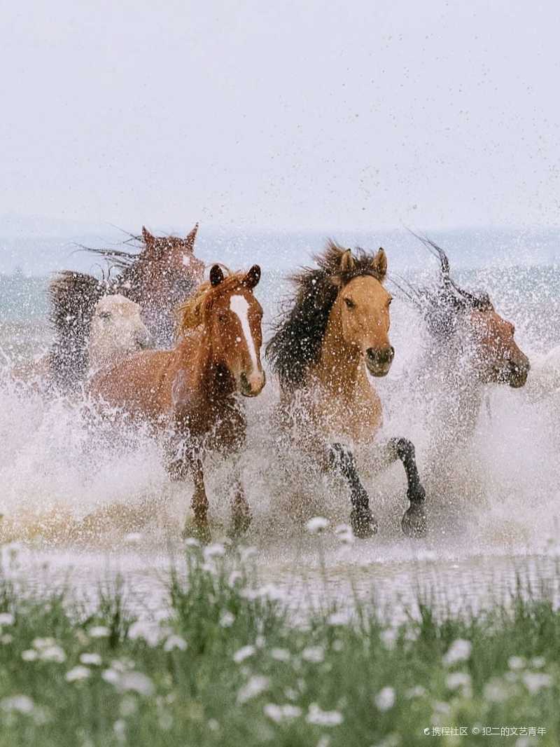 锡林浩特丨看群马奔腾来凤凰马场