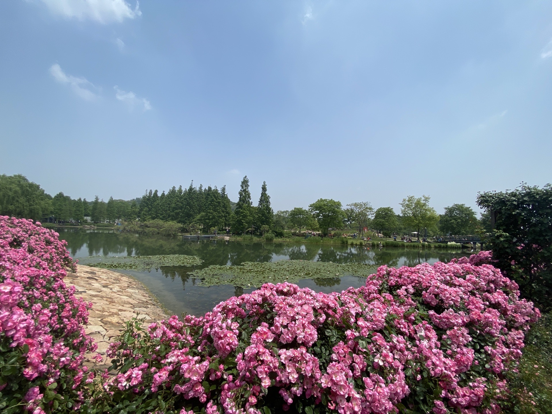 【携程攻略】松江区上海辰山植物园景点,五一假期找到人少好去处,去看