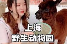 玩乐vlog||上海野生动物园必玩指南