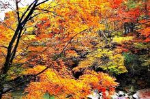 太吸引人了，今年秋天一定要去一次光雾山！  这里一年仅一月的秋色，光雾山被称为“中国红叶第一山”。每