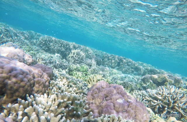 我见过的最漂亮的海底珊瑚花园在科隆岛 携程氢气球