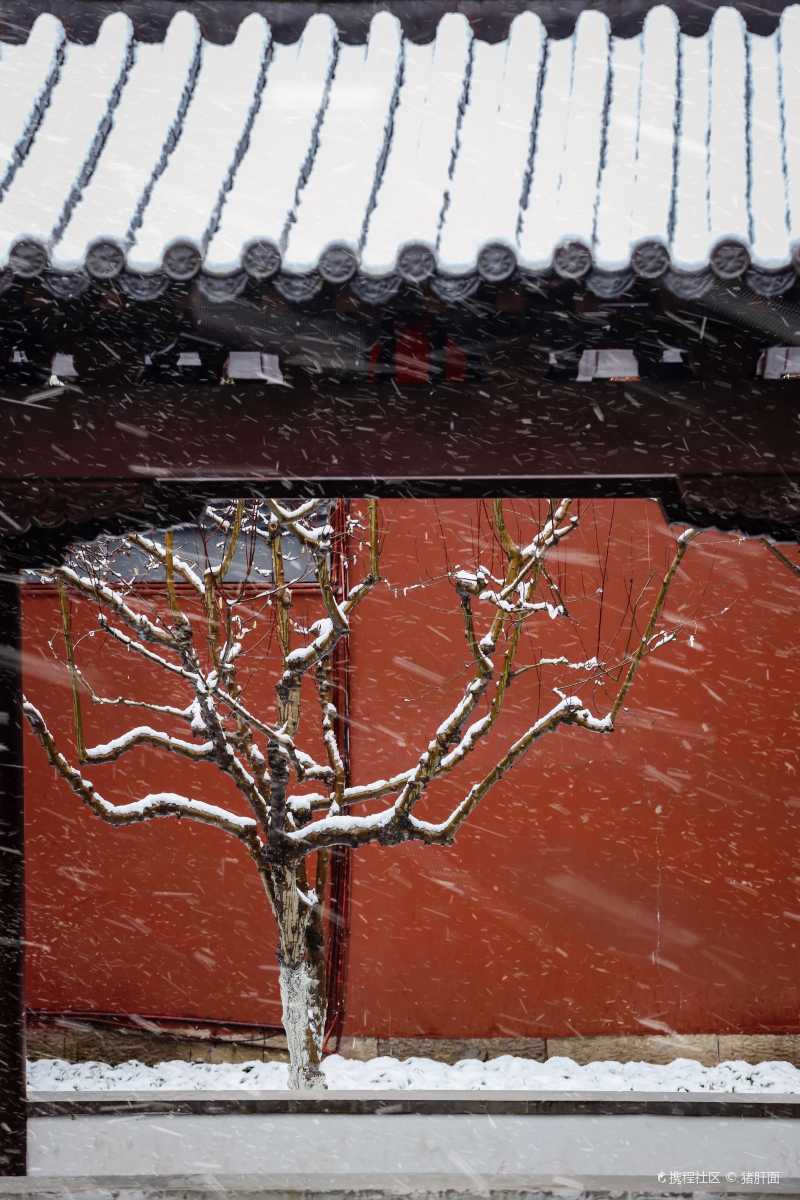 美哭杭州红墙故宫雪中梅详攻略