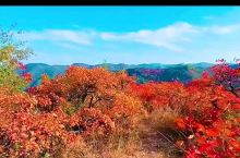 令人难以忘怀的韩城香山红叶，今年10月中