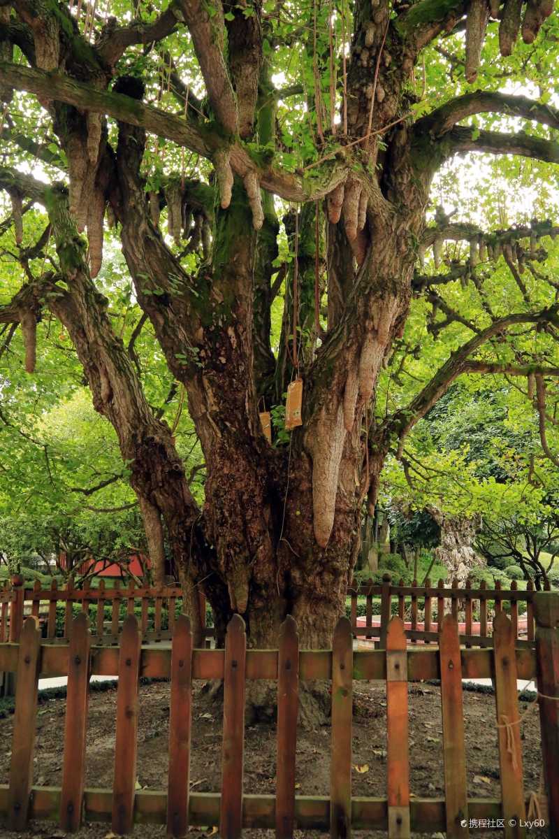 离堆公园张松银杏