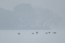 鸬鹚：飞舞在雾茫中  摄于西子湖畔 团队团年要抓紧时间了  #过年回家倒计时 #你的家乡下雪了吗