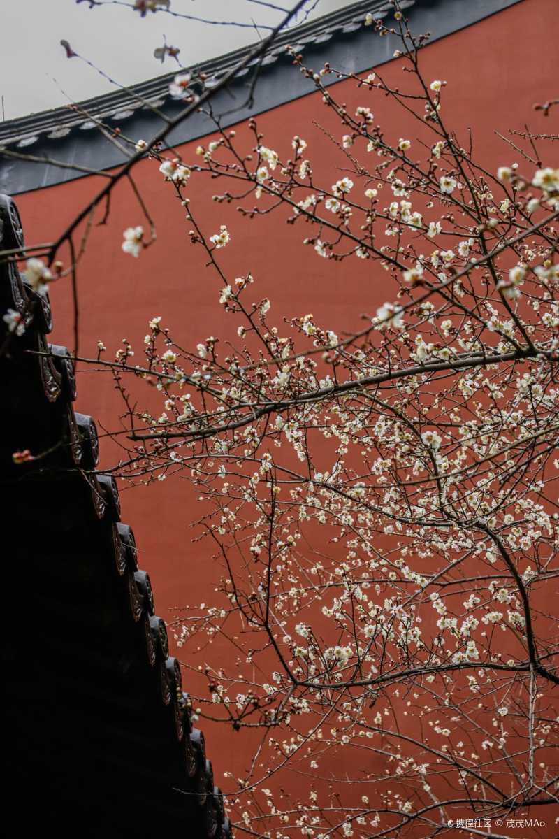 杭州赏梅最佳地钱王祠的梅花就像宫廷大片