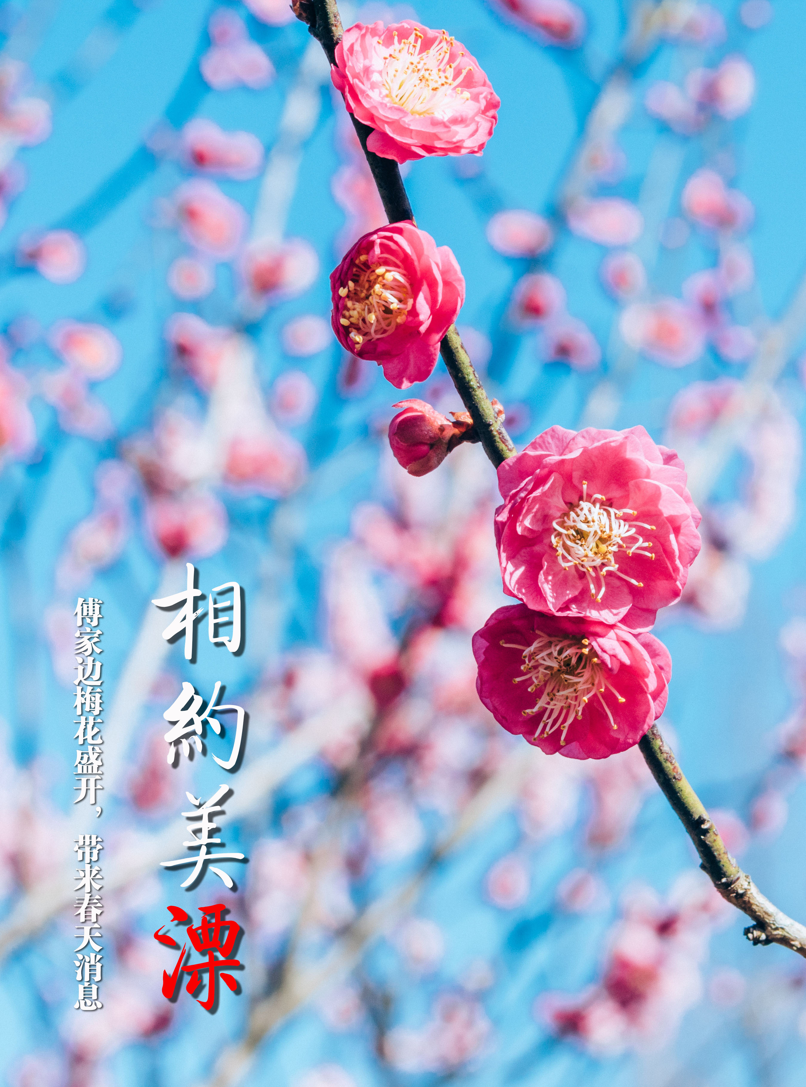 南京傅家边梅花门票图片