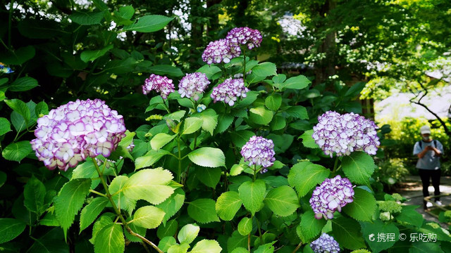 明月院紫阳花开 携程氢气球 明月院紫阳花开 携程氢气球