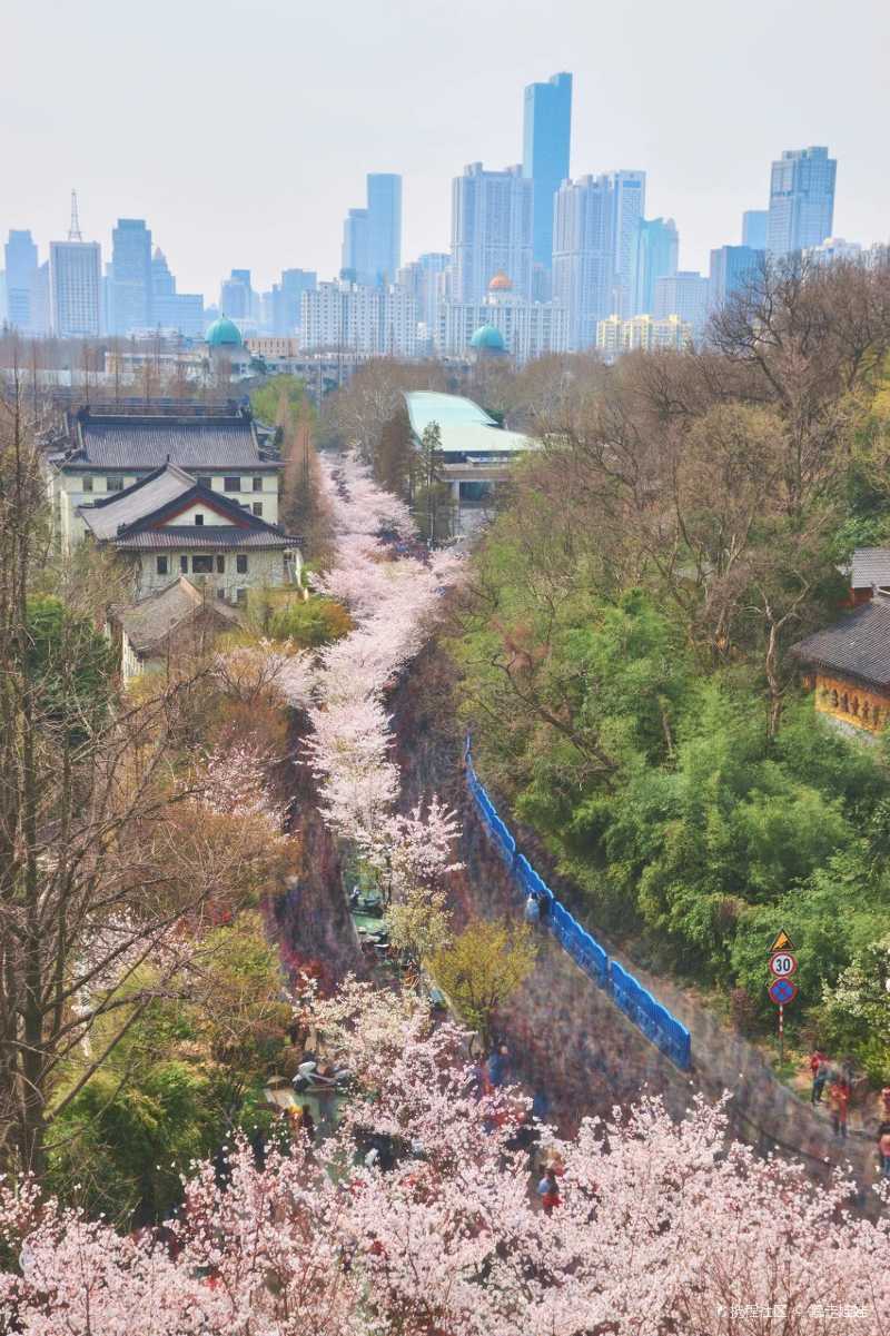 春天,南京!南京!-携程攻略