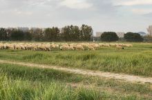 羊儿们散步在赛汗塔拉大草原
