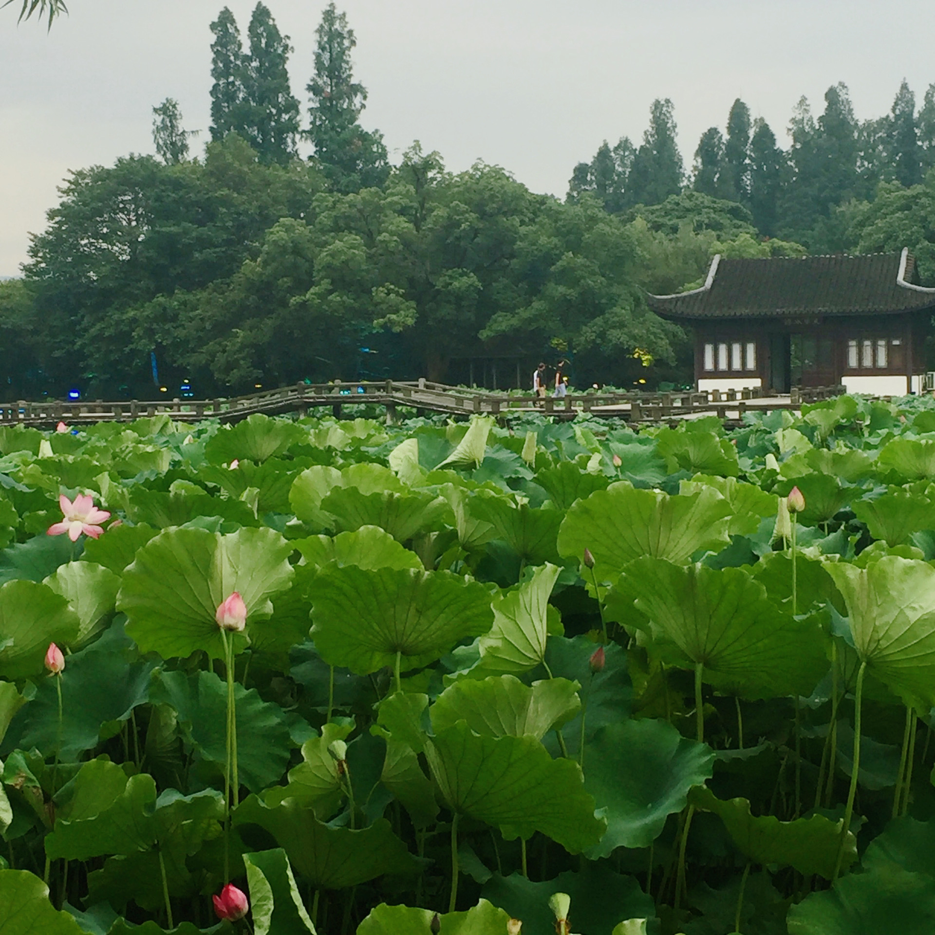 曲院风荷的景点介绍图片