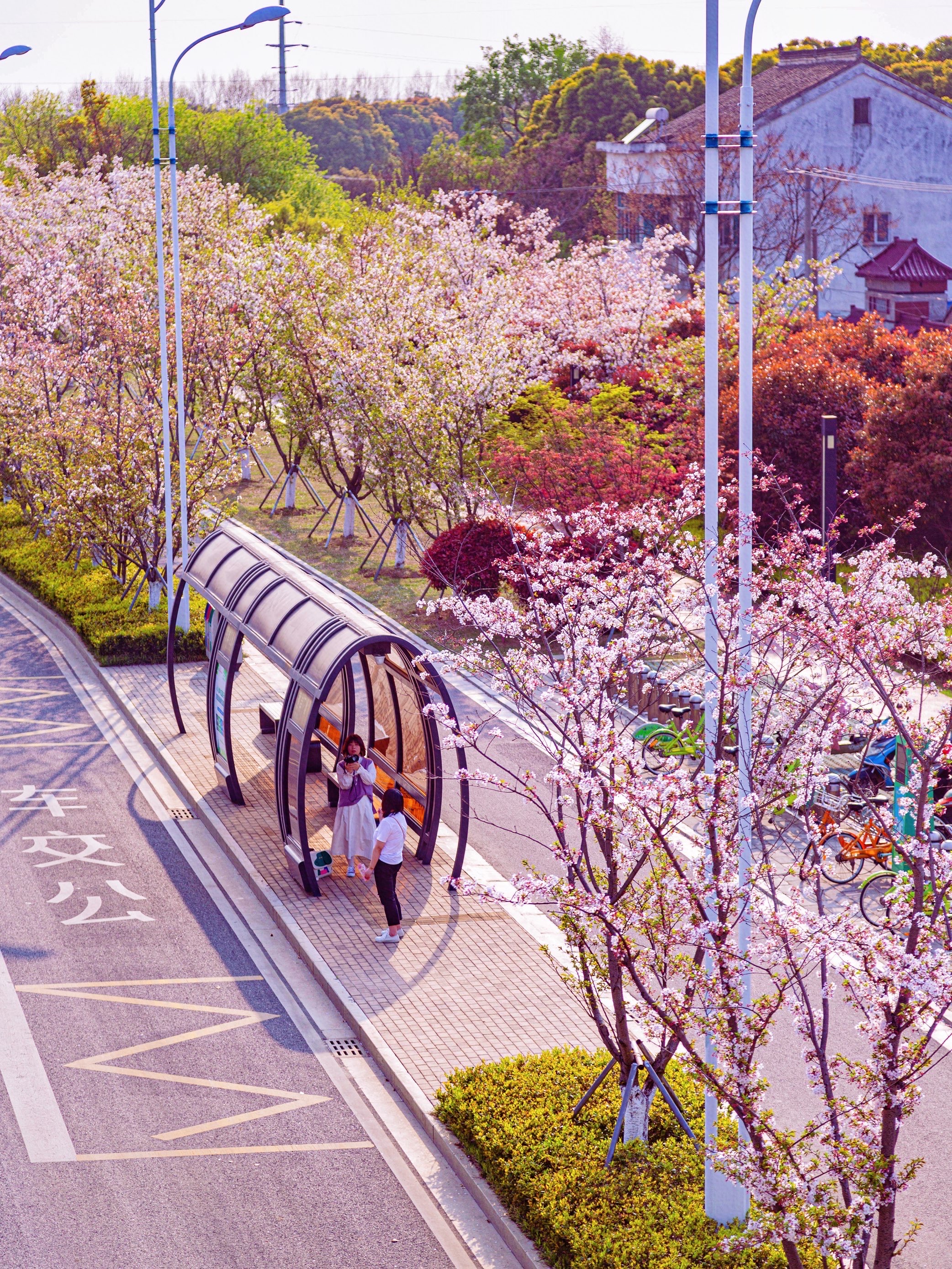 苏州的樱花大道有一列开往春天的列车,太湖大道两边种满了樱花,而大