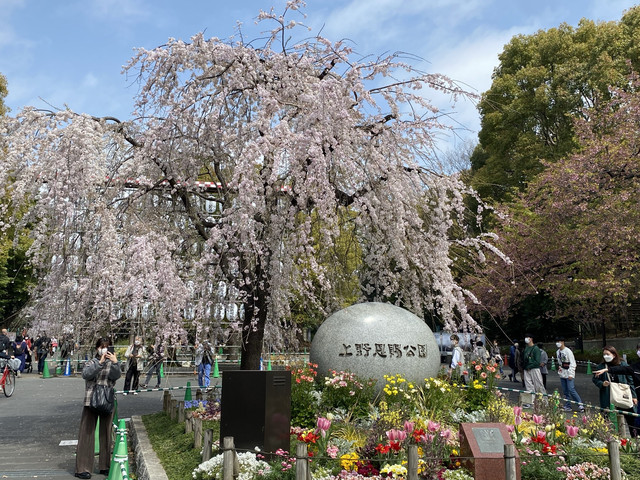 上野公园云赏樱 携程氢气球