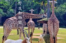 广州长隆野生动物园|坐着小火车去看世界各地的小动物 💗 也许在小朋友心目中，动物朋友们是大英雄，他们