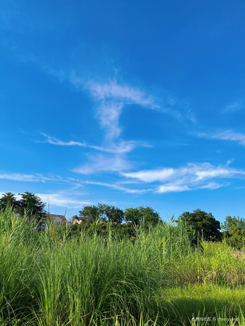 免费遛娃露营地从化夏湾拿湿地公园-携程攻略