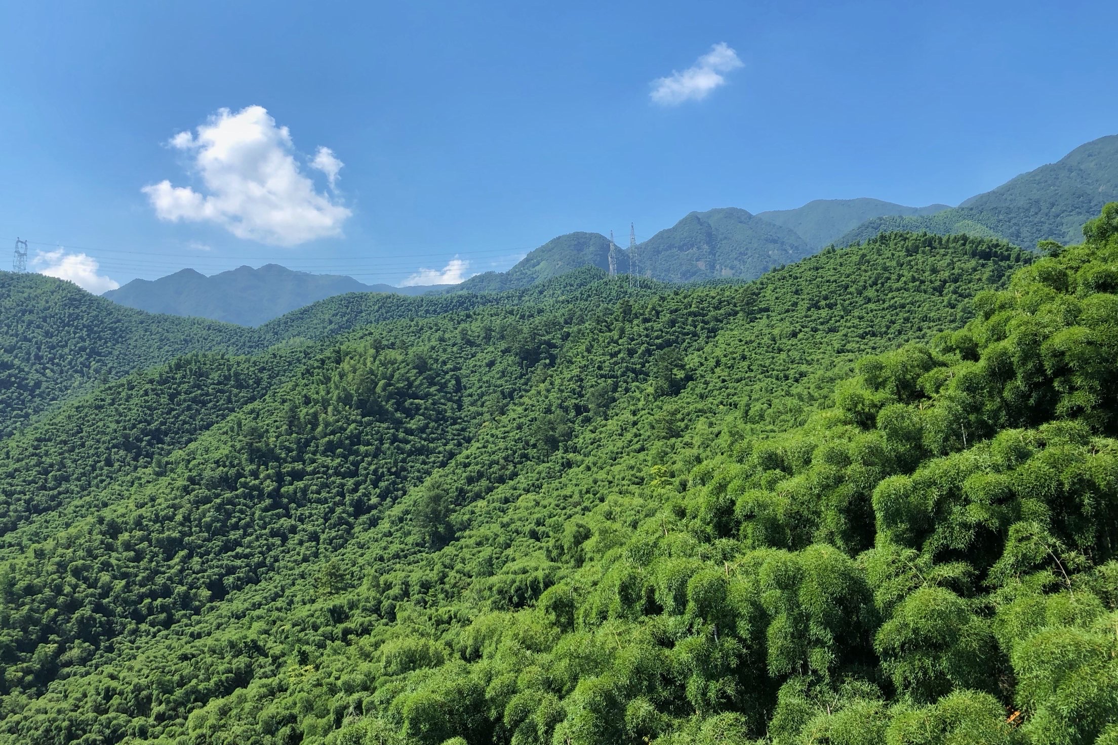 中国最大竹海图片