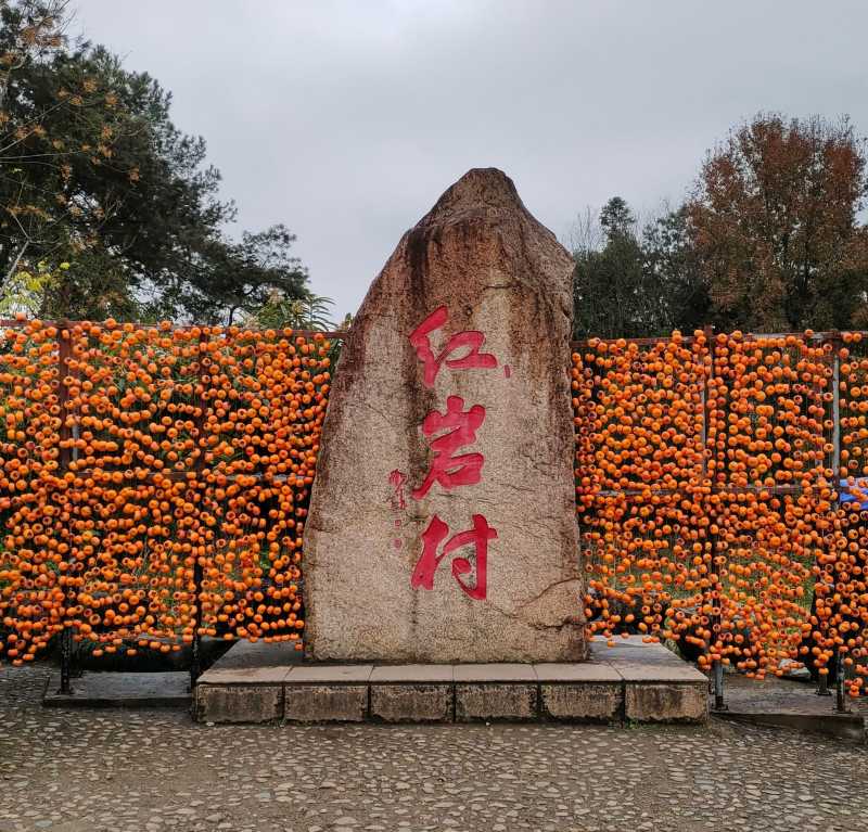 恭城红岩村上千亩柿子成熟啦