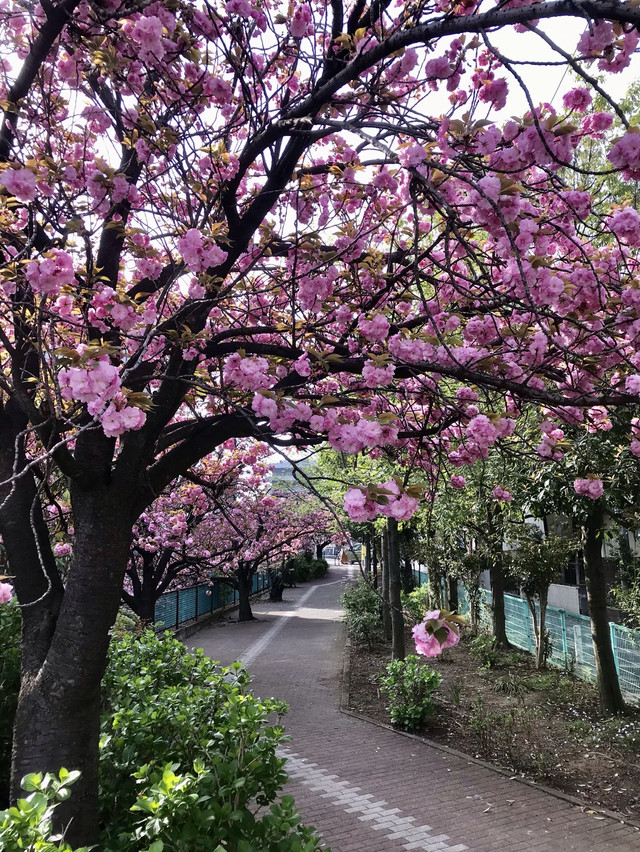 八重樱花开 携程氢气球