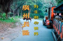 长隆亲子游|广州长隆野生动物园&大马戏