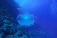 塞班岛蓝洞深潜偶遇水母😂