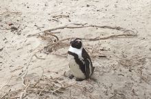 一只落单的小企鹅看着很是孤独的样子。