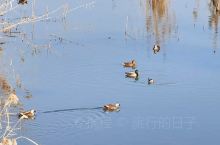 冬天巢湖边可爱的鸭群。
