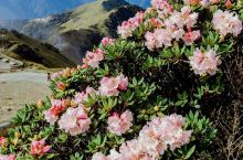 宝岛美丽的仙境花园丨合欢山赏杜鹃