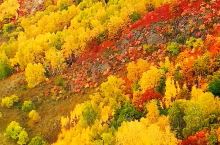 #给你看看我的超级假期 #就近旅行快乐就行 乌兰布统的秋色 乌兰布统草原