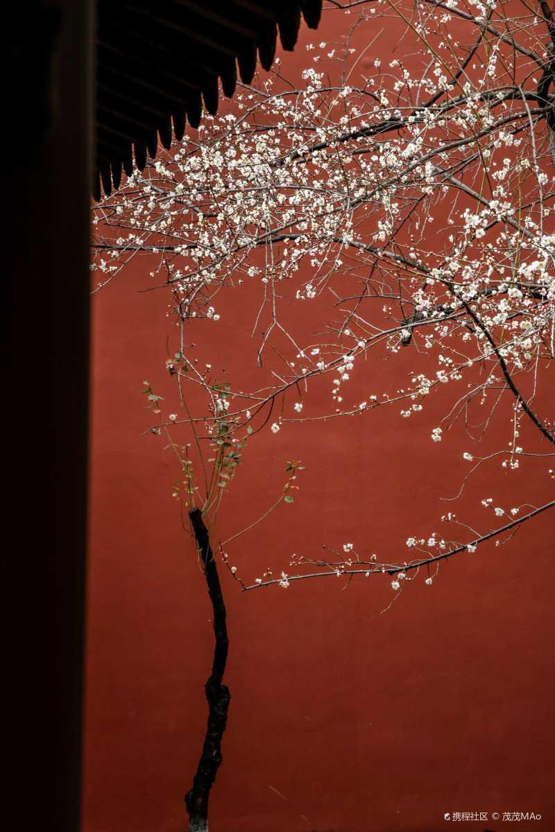 杭州赏梅最佳地钱王祠的梅花就像宫廷大片