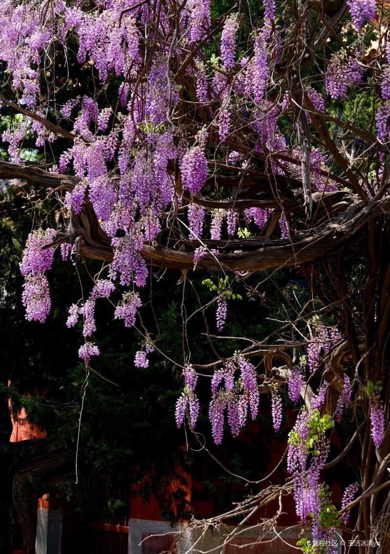 国子监孔庙百年紫藤