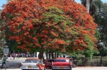 哈瓦那的凤凰树与老爷车