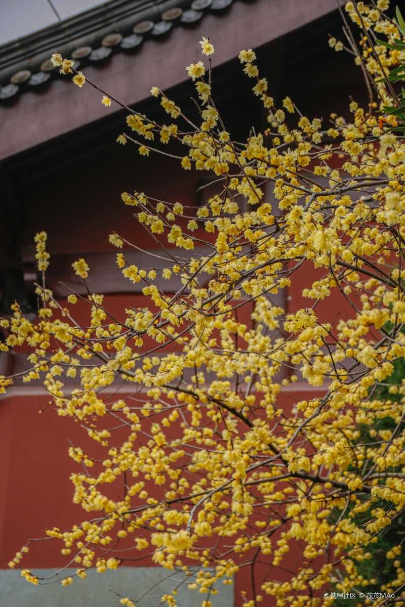 杭州赏梅最佳地钱王祠的梅花就像宫廷大片