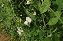 #花式过年看这里 在郊区的农庄里，看到一排架子，长满荷兰豆藤，白色的荷兰豆花开得好漂亮哦，还结很多荷