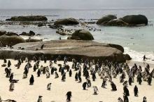 近距离观察可爱的企鹅‖企鹅沙滩游记