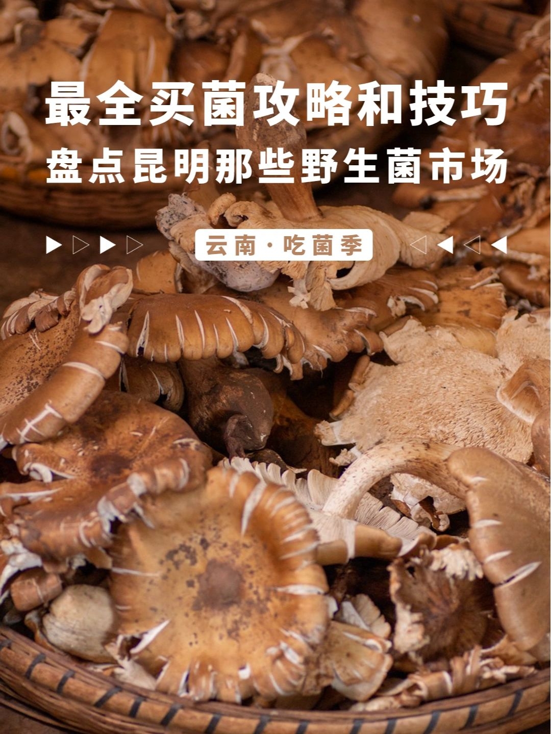 不是所有的蘑菇都叫菌子｜云南菜市场寻菌记_湃客_澎湃新闻-The Paper