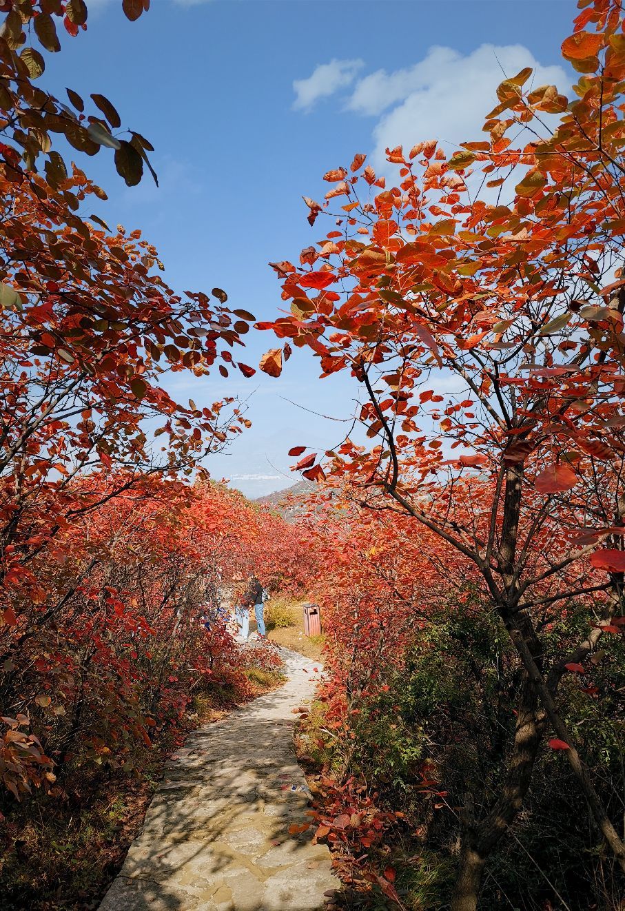 鞏義竹林長壽山門票/遊玩攻略/地址/圖片/門票價格【攜程攻略】