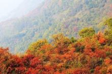 一叶一知秋，每到秋季就想起韩城香山的红叶