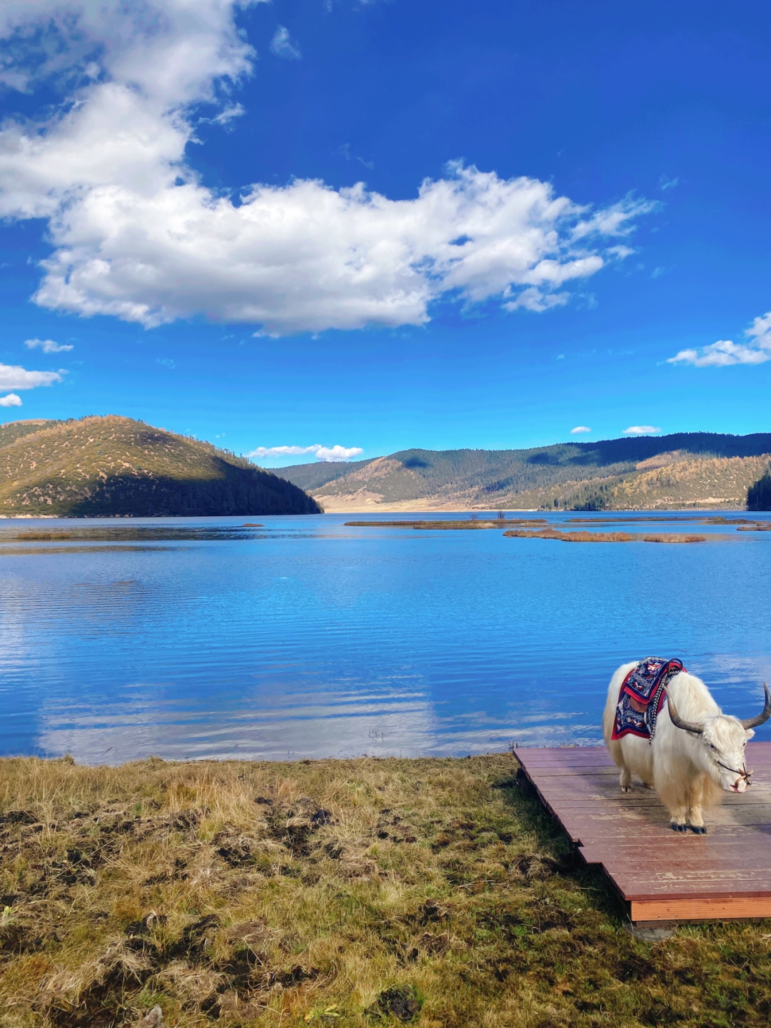 【携程攻略】香格里拉普达措国家公园景点,香格里拉真的是我最爱的旅