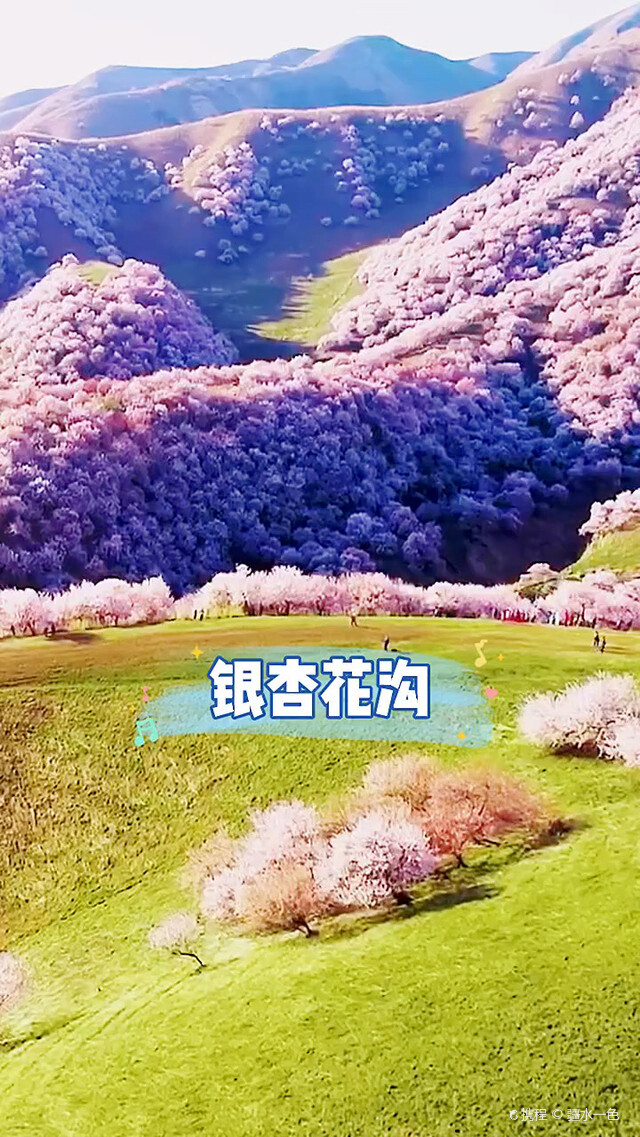 大美新疆 银杏花沟 携程氢气球