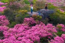 广东潮州凤凰山上的杜鹃花开了～%春日踏青又赏花