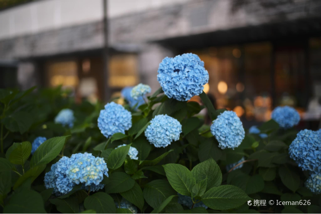 京都 水無月 紫陽花 携程氢气球